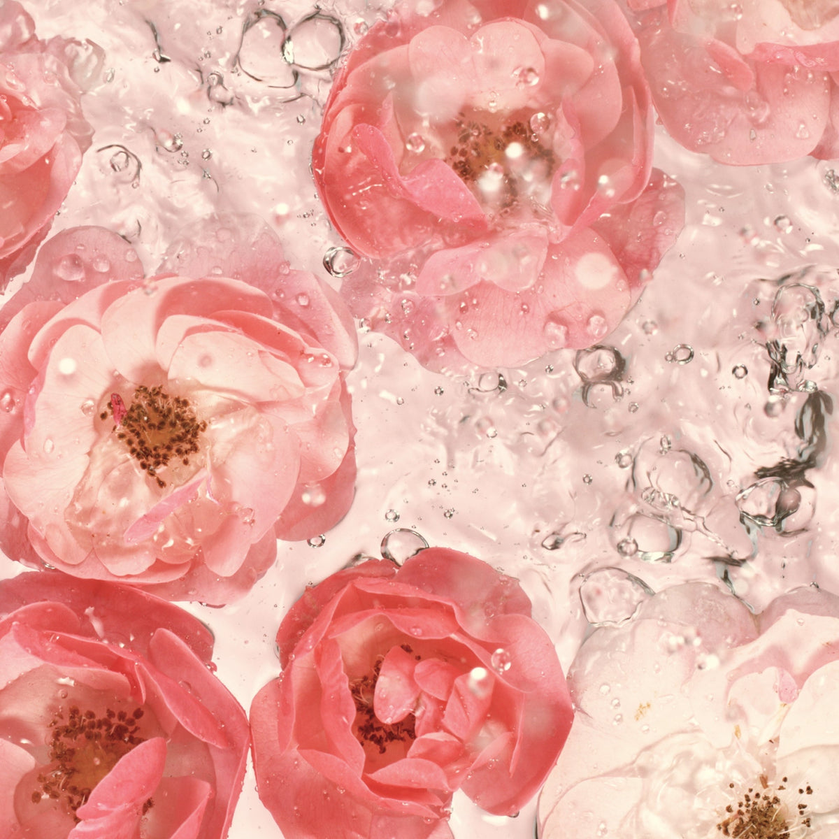 Rose 100ml | image of roses