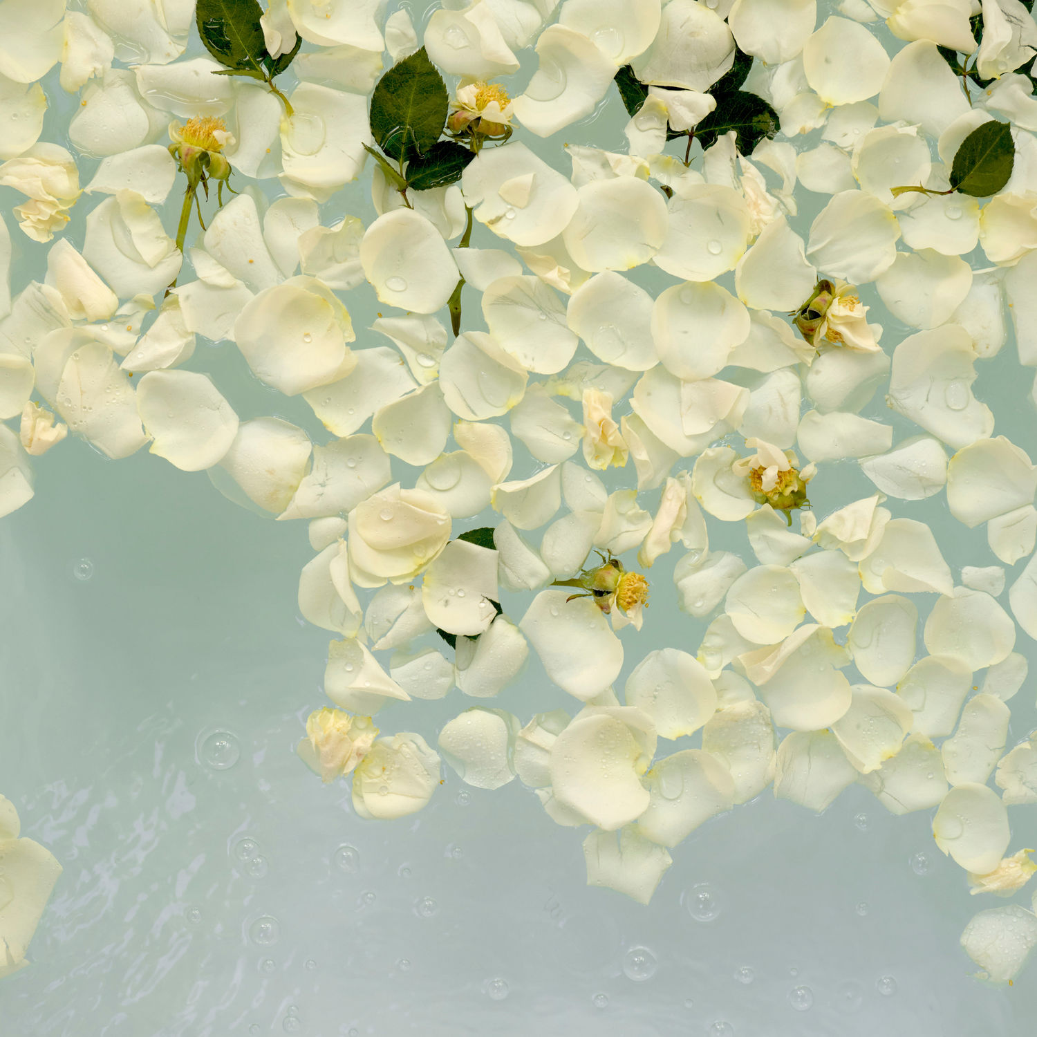 White flowers with green leaves on a light blue background