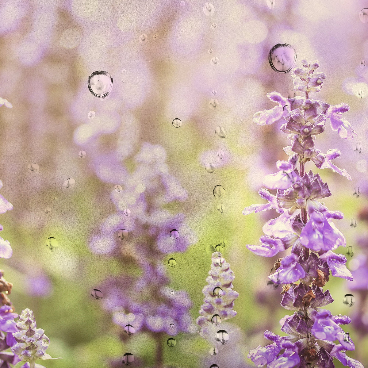 Lavender 100ml | image of lavender