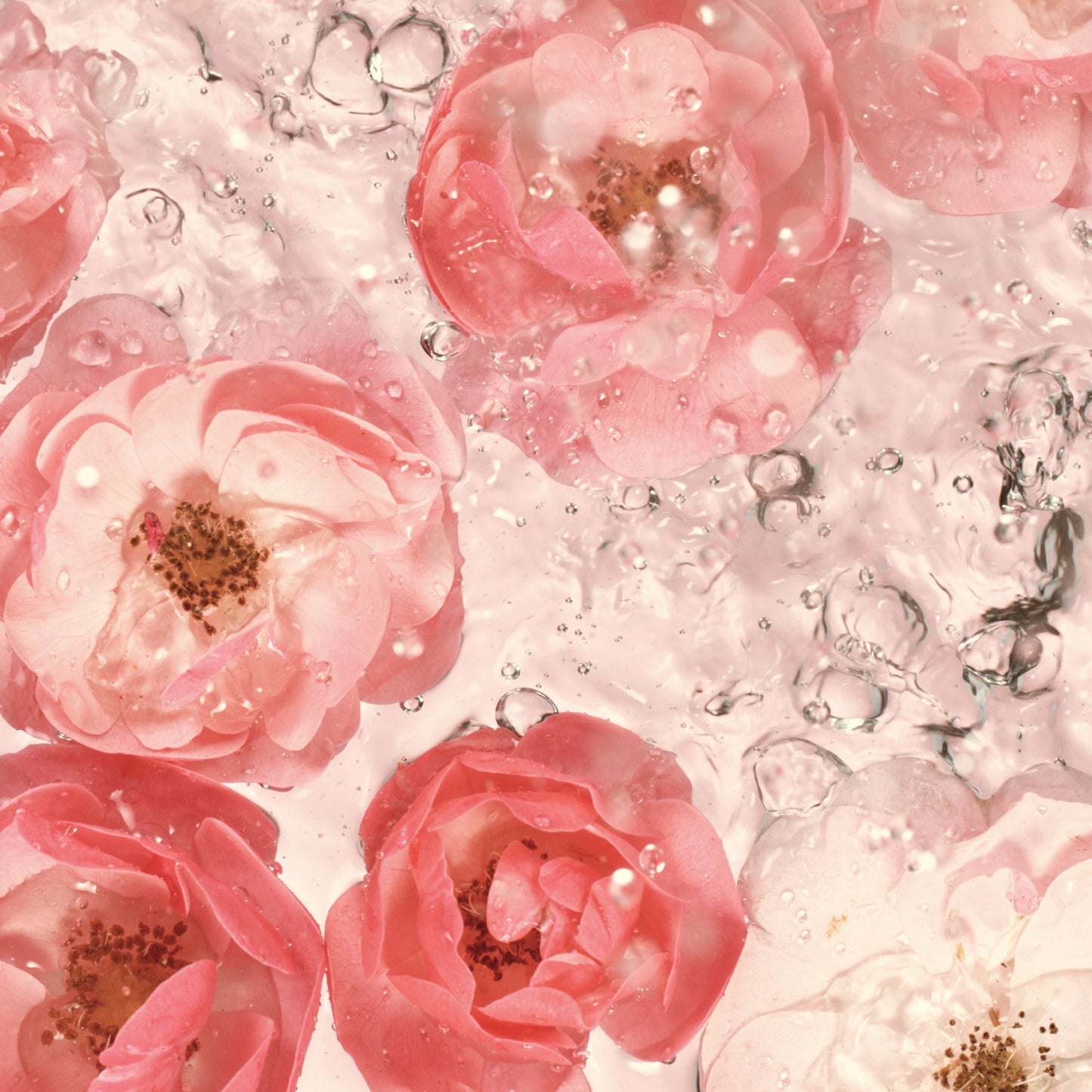 Rose 100ml | image of roses