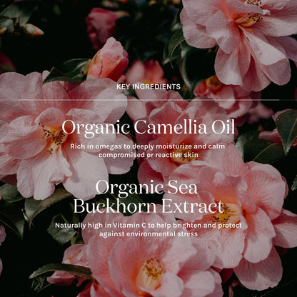 key ingredients of essentials serum balm
