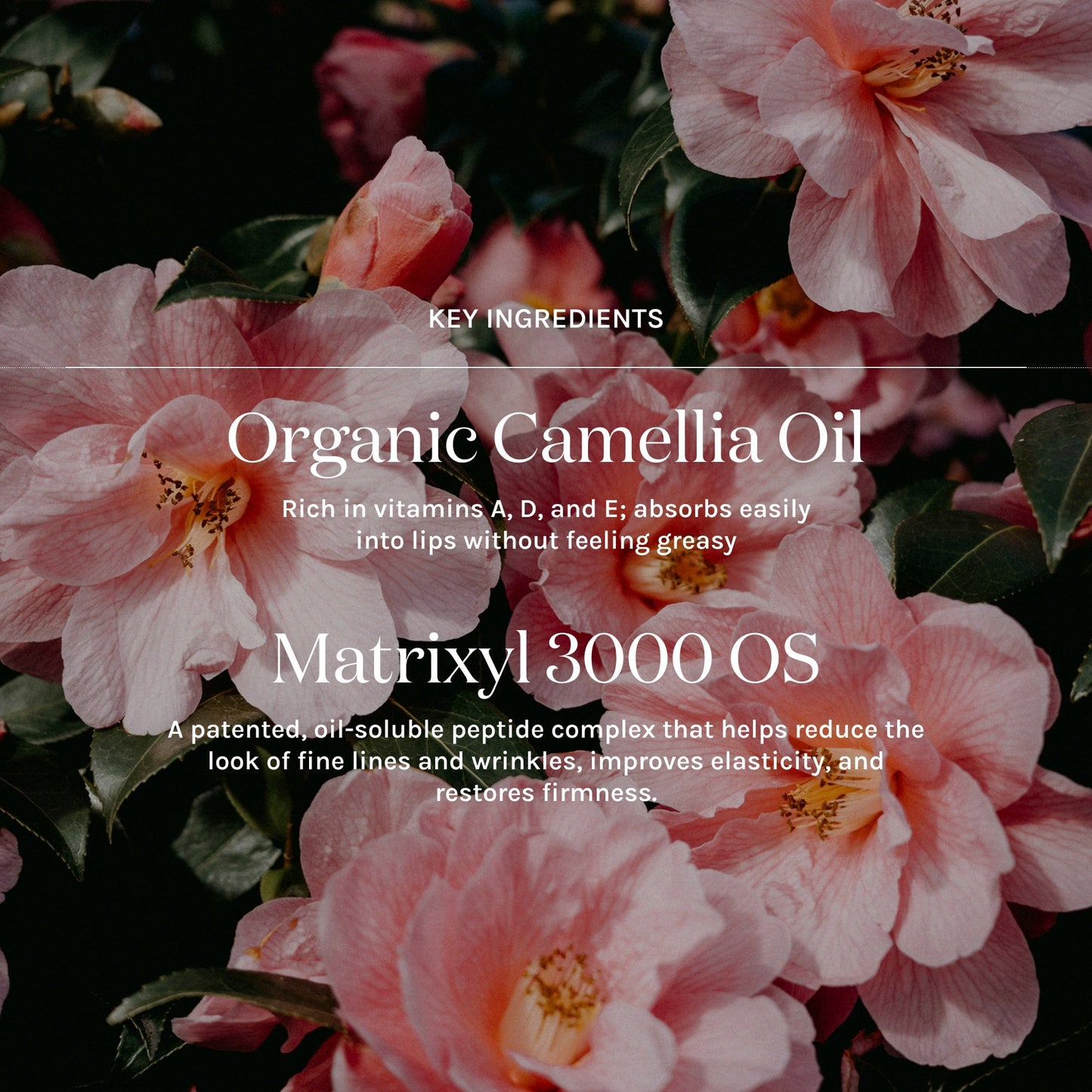 Key Ingredients for Cleansing oil, peptide serum, vitamin c serum and tinted lip whip